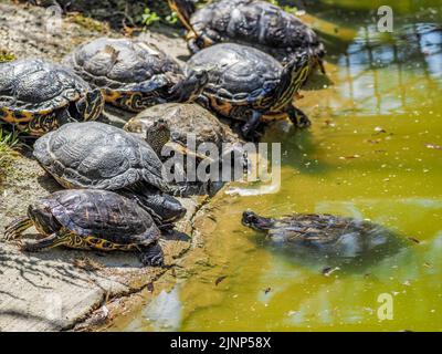 Salzburg, Österreich. 5. August 2020. Schildkrötengruppe im Teich des Salzburger Zoos. (Bild: © Igor Golovniov/SOPA Images via ZUMA Press Wire) Stockfoto
