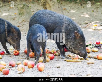 Salzburg, Österreich. 5. August 2020. Halsbärtnerpechar im Salzburger Zoo. (Bild: © Igor Golovniov/SOPA Images via ZUMA Press Wire) Stockfoto