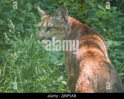 Salzburg, Österreich. 5. August 2020. Pugar im offenen Stift im Salzburger Zoo. (Bild: © Igor Golovniov/SOPA Images via ZUMA Press Wire) Stockfoto