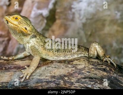 Salzburg, Österreich. 5. August 2020. Der zentrale bärtige Drache (Pogona vitticeps), auch bekannt als bärtiger Drache im Landesinneren des Salzburger Zoos. (Bild: © Igor Golovniov/SOPA Images via ZUMA Press Wire) Stockfoto