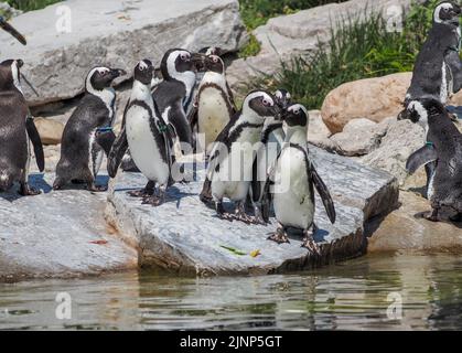 Salzburg, Österreich. 5. August 2020. Afrikanischer Pinguin (Spheniscus demersus), auch bekannt als Kappinguin oder Südafrikanischer Pinguin im Zoo Salzburg. (Bild: © Igor Golovniov/SOPA Images via ZUMA Press Wire) Stockfoto