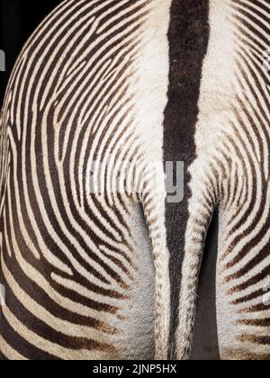 Salzburg, Österreich. 5. August 2020. Zebra von hinten im Salzburger Zoo fotografiert. (Bild: © Igor Golovniov/SOPA Images via ZUMA Press Wire) Stockfoto