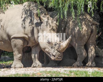 Salzburg, Österreich. 5. August 2020. Südliches Weißnashorn (Ceratotherium simum simum) im Salzburger Zoo. (Bild: © Igor Golovniov/SOPA Images via ZUMA Press Wire) Stockfoto