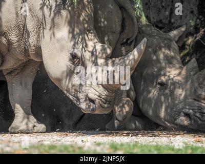 Salzburg, Österreich. 5. August 2020. Südliches Weißnashorn (Ceratotherium simum simum) im Salzburger Zoo. (Bild: © Igor Golovniov/SOPA Images via ZUMA Press Wire) Stockfoto