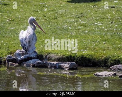 Salzburg, Österreich. 5. August 2020. Ein Pelikan sitzt auf einem Felsen am Teich vor einer grünen Wiese im Salzburger Zoo. (Bild: © Igor Golovniov/SOPA Images via ZUMA Press Wire) Stockfoto