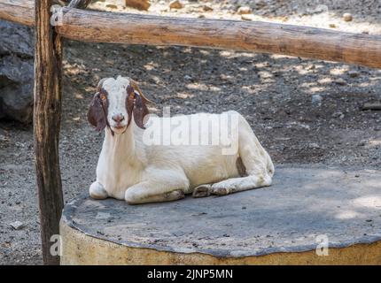 Salzburg, Österreich. 5. August 2020. Eine weiße Ziege liegt in einem Gehege im Salzburger Zoo. (Bild: © Igor Golovniov/SOPA Images via ZUMA Press Wire) Stockfoto