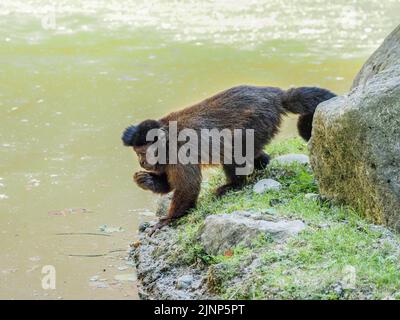 Salzburg, Österreich. 5. August 2020. Affen der Kapuzinerfamilie spazieren im Salzburger Zoo (Foto: © Igor Golovniov/SOPA Images via ZUMA Press Wire) Stockfoto
