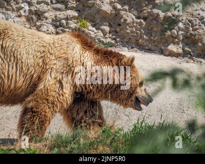 Salzburg, Österreich. 5. August 2020. Braunbär in einem Gehege im Salzburger Zoo. (Bild: © Igor Golovniov/SOPA Images via ZUMA Press Wire) Stockfoto