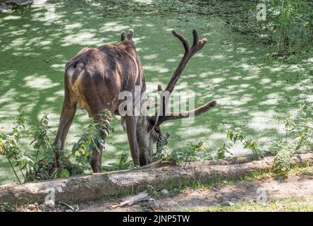 Salzburg, Österreich. 5. August 2020. Europäischer Rothirsch am Wasserloch des Salzburger Zoos. (Bild: © Igor Golovniov/SOPA Images via ZUMA Press Wire) Stockfoto