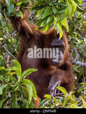 Das Sepilok Orang-Utan-Rehabilitationszentrum beherbergt 60-80 wilde Orang-Utans, die nur vom Fluss aus gesehen werden können. Diese werden in die Wildnis entlassen, wenn sie bereit sind. Stockfoto