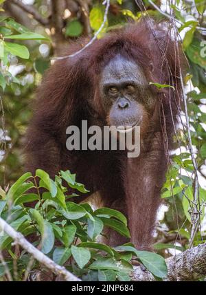 Das Sepilok Orang-Utan-Rehabilitationszentrum beherbergt 60-80 wilde Orang-Utans, die nur vom Fluss aus gesehen werden können. Diese werden in die Wildnis entlassen, wenn sie bereit sind. Stockfoto