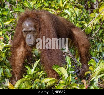 Das Sepilok Orang-Utan-Rehabilitationszentrum beherbergt 60-80 wilde Orang-Utans, die nur vom Fluss aus gesehen werden können. Diese werden in die Wildnis entlassen, wenn sie bereit sind. Stockfoto