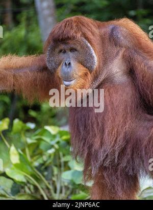 Das Sepilok Orang-Utan-Rehabilitationszentrum beherbergt 60-80 wilde Orang-Utans, die nur vom Fluss aus gesehen werden können. Diese werden in die Wildnis entlassen, wenn sie bereit sind. Stockfoto