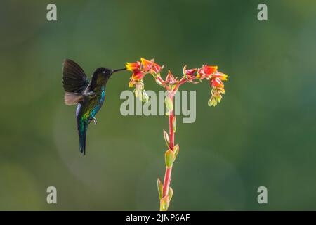 Ein hintergrundbeleuchtetes Bild eines feurig kehligen Kolibris mit Multi-Flash, Costa Rica Stockfoto