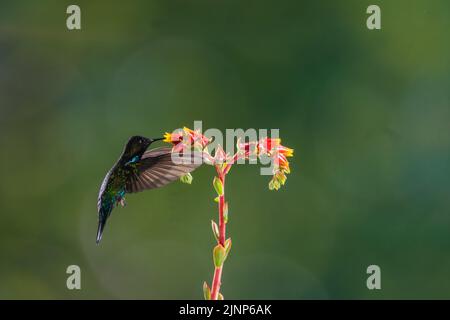 Ein hintergrundbeleuchtetes Bild eines feurig kehligen Kolibris mit Multi-Flash, Costa Rica Stockfoto