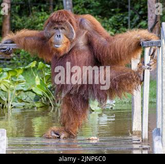 Das Sepilok Orang-Utan-Rehabilitationszentrum beherbergt 60-80 wilde Orang-Utans, die nur vom Fluss aus gesehen werden können. Diese werden in die Wildnis entlassen, wenn sie bereit sind. Stockfoto