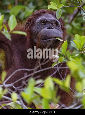 Das Sepilok Orang-Utan-Rehabilitationszentrum beherbergt 60-80 wilde Orang-Utans, die nur vom Fluss aus gesehen werden können. Diese werden in die Wildnis entlassen, wenn sie bereit sind. Stockfoto