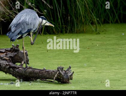 Graureiher (Ardea cinerea) auf einem Baumstamm, mit einem guten alten Kratzer Stockfoto