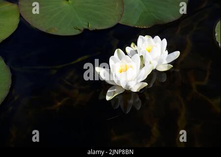 Seerosen blühen im Sommer auf Loch Lomond Stockfoto