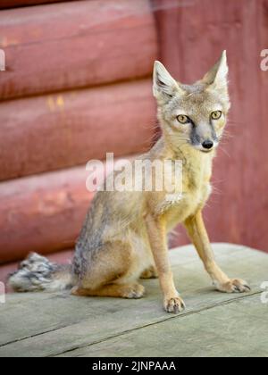 Der Corsac Fox - Vulpes corsac, ist ein mittelgroßer Fuchs, der in Steppen, Halbwüsten und Wüsten in Zentralasien, bis in die Mongolei und den nördlichen CH, gefunden wird Stockfoto