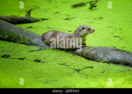 Der eurasische Otter - Lutra lutra, auch bekannt als europäischer Otter, eurasischer Flussotter, gewöhnlicher Otter und Altweltotter, ist ein semiaquatisches Säugetier n Stockfoto