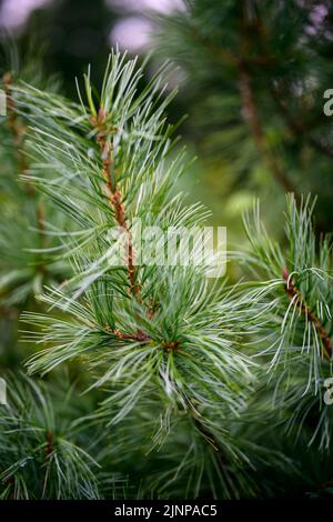 Koreanische Kiefer Zweige bei Sonnenlicht. Selektiver Fokus. Geringe Schärfentiefe. Stockfoto