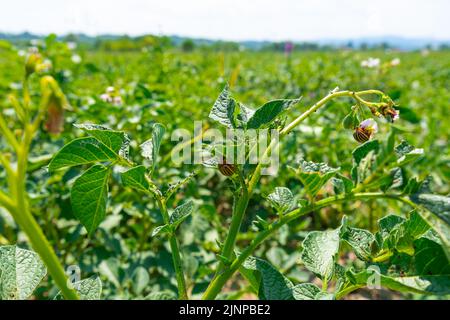 Viele Kartoffelkäfer in Colorado.Kartoffelkäfer auf Kartoffelblättern in der Natur Stockfoto