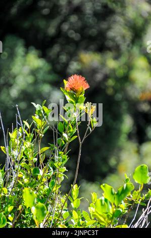 Die lebendige Farbe einer purpurroten Blume ist die südliche Rātā (Metrosideros umbellata). Sie ist liebevoll als Weihnachtsblume bekannt und ein etabliertes Par Stockfoto