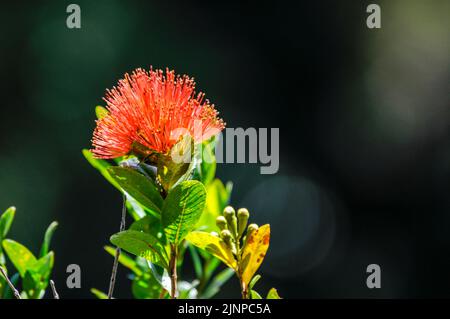 Die lebendige Farbe einer purpurroten Blume ist die südliche Rātā (Metrosideros umbellata). Sie ist liebevoll als Weihnachtsblume bekannt und ein etablierter Teil Stockfoto