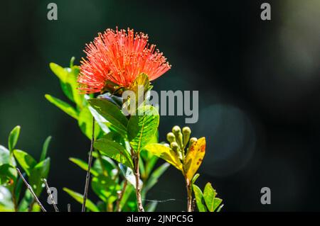 Die lebendige Farbe einer purpurroten Blume ist die südliche Rātā (Metrosideros umbellata). Sie ist liebevoll als Weihnachtsblume bekannt und ein etablierter Teil Stockfoto