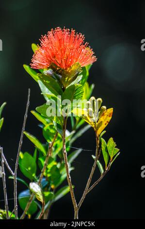 Die lebendige Farbe einer purpurroten Blume ist die südliche Rātā (Metrosideros umbellata). Sie ist liebevoll als Weihnachtsblume bekannt und ein etablierter Teil Stockfoto