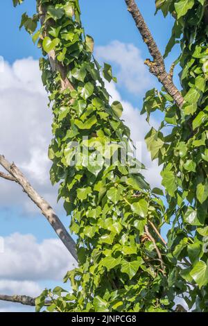 Efeu bedeckter Baumstamm, der sich gegen den blauen Sommerhimmel setzt. Kletterpflanzen Konzept, erstickende Metapher, erstickt. Ivy, früher in medizinischen Heilmitteln verwendet. Stockfoto