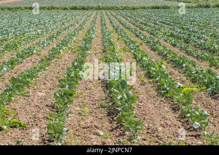 Brassica-Ernte, die auf dem Feld wächst - kann Kohl oder Rüben sein. Für Wurzelpflanzen, den kommerziellen Gemüseanbau in Großbritannien, den Ackerbau in Großbritannien, die Kohlfamilie. Stockfoto