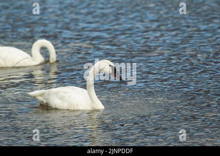 Trompeter Schwan (Cygnus buccinator) Erwachsener Stockfoto