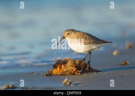 Strandläufer (Calidris alpina) Futtersuche am Strand Stockfoto