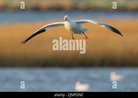 Schneegans (Anser Caerulescens) Vorbereitung an Land Stockfoto