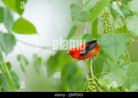 Scharlachrote Tanager (Piranga olivacea), die auf einem Ast thront Stockfoto