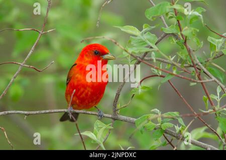 Scharlachrote Tanager (Piranga olivacea), die auf einem Ast thront Stockfoto