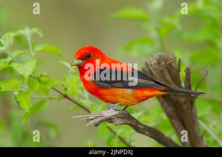 Scharlachrote Tanager (Piranga olivacea), die auf einem Ast thront Stockfoto