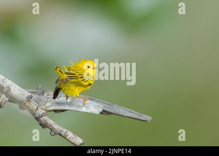 Gelber Waldsänger (Setophaga petechia) thront Stockfoto