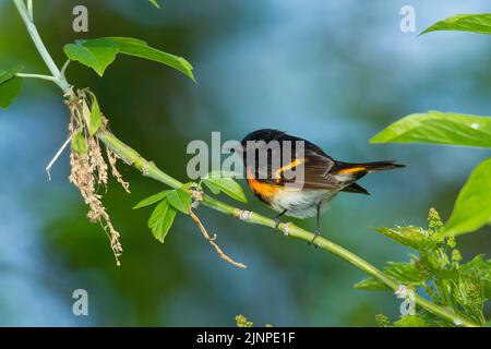 Gartenrotschwanz (Phoenicurus Phoenicurus) Stockfoto