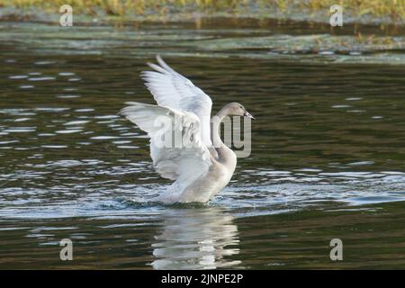 Trompeter Swans (Cygnus buccinator), juvenil mit Flügelspreizung Stockfoto