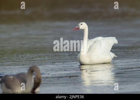 Trompeter Schwan (Cygnus buccinator), leukistisches Jungtier Stockfoto