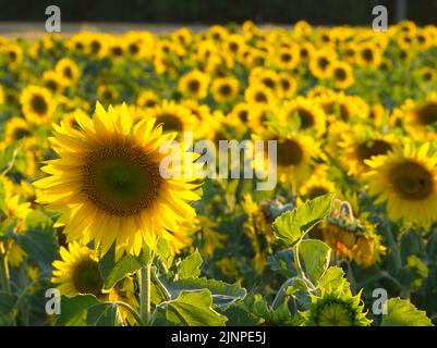 Sonnenblumenfeld mit einer Blume im Fokus August 2022 Stockfoto