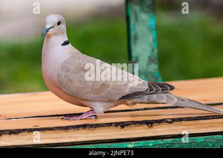 Porträt einer eurasischen Halstaube (Streptopelia decaocto). Stockfoto