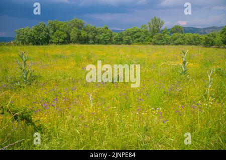 Wiese. Pinilla de Buitrago, Provinz Madrid, Spanien. Stockfoto