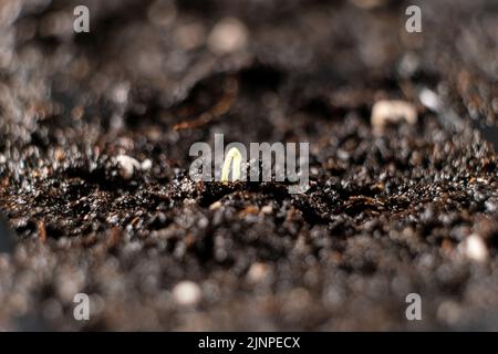 Tomaten aus Samen anbauen, Schritt für Schritt. Schritt 4 - der erste Sprossen. Stockfoto