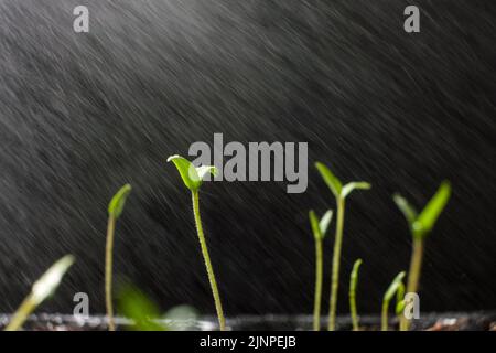 Tomaten aus Samen anbauen, Schritt für Schritt. Schritt 7 - Gießen der Sprossen. Stockfoto