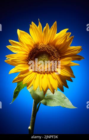 Blühende gelbe Sonnenblume auf leuchtend blauem Hintergrund Stockfoto