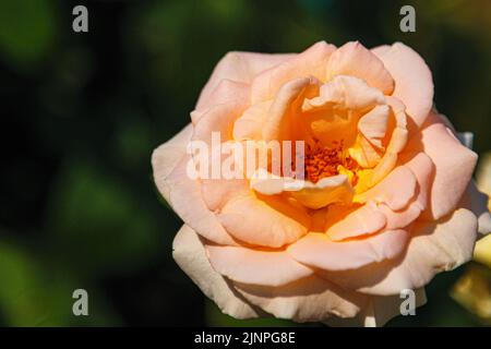 Schöne Rosenblüte im Garten. Nahaufnahme des Bokeh-Makrowerks. Stockfoto